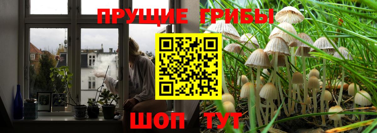 Псилоцибиновые грибы Psilocybe Новотроицк